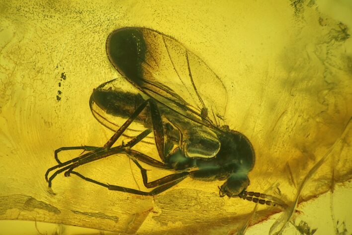 Detailed Fossil Fly (Diptera) In Baltic Amber #139053
